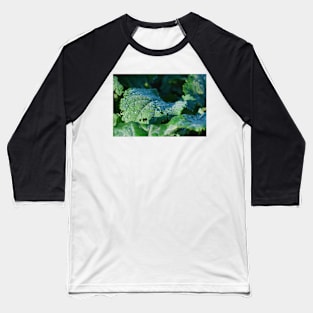 Dew on a Cabbage Leaf Baseball T-Shirt